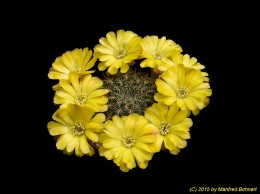 Sulcorebutia cochabambina KK870 377 